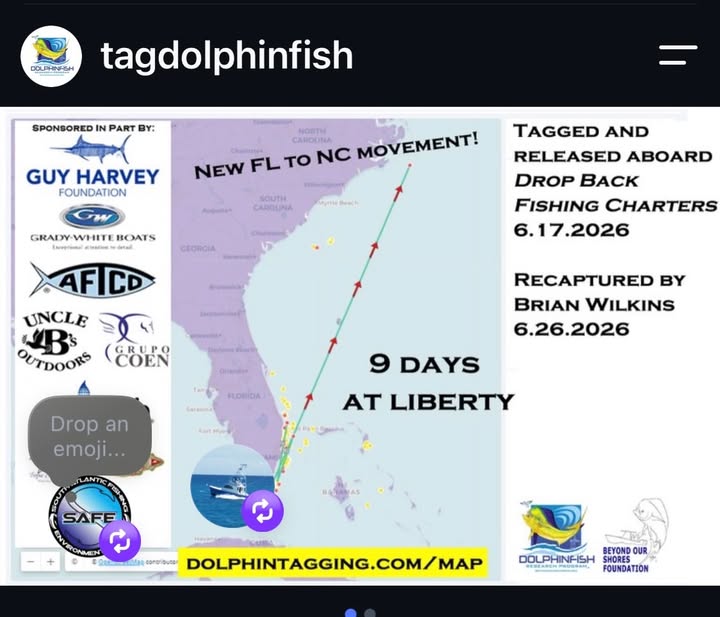 Dolphinfish Research Program recapture map. Mahi tagged June 17 2026 in Islamorada, recaptured June 26 2026 off North Carolina. 9 days at liberty.