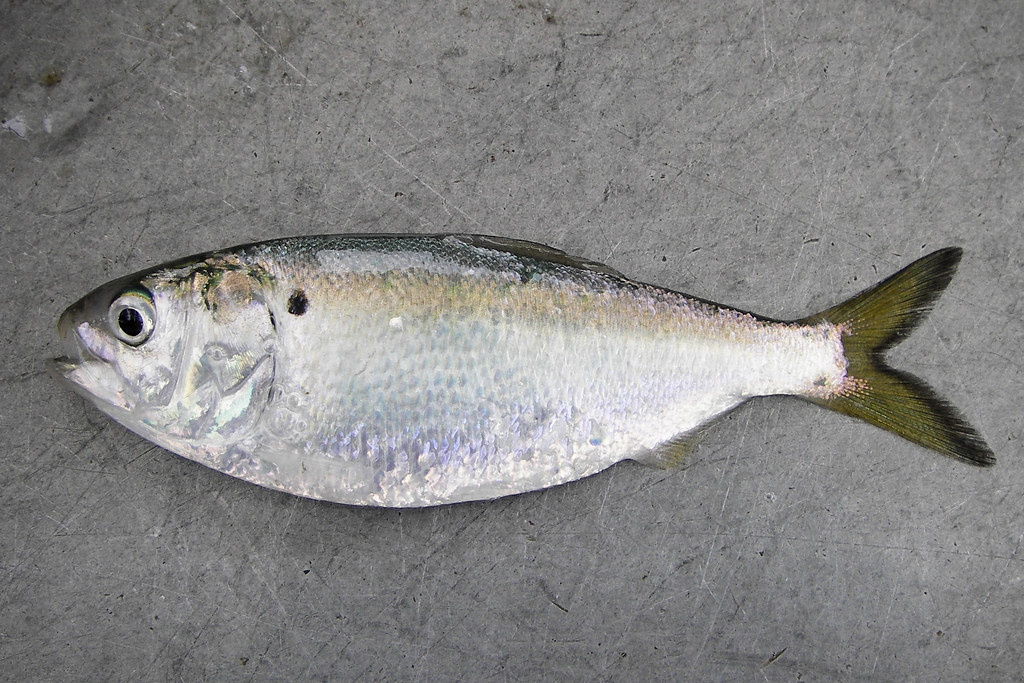 School of Atlantic Menhaden - Credit: Virginia Institute of Marine Science