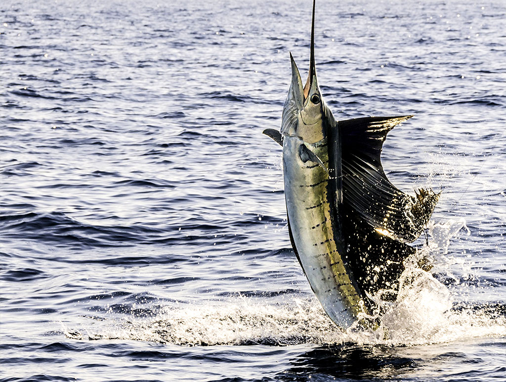 Sailfish jumping out of the water