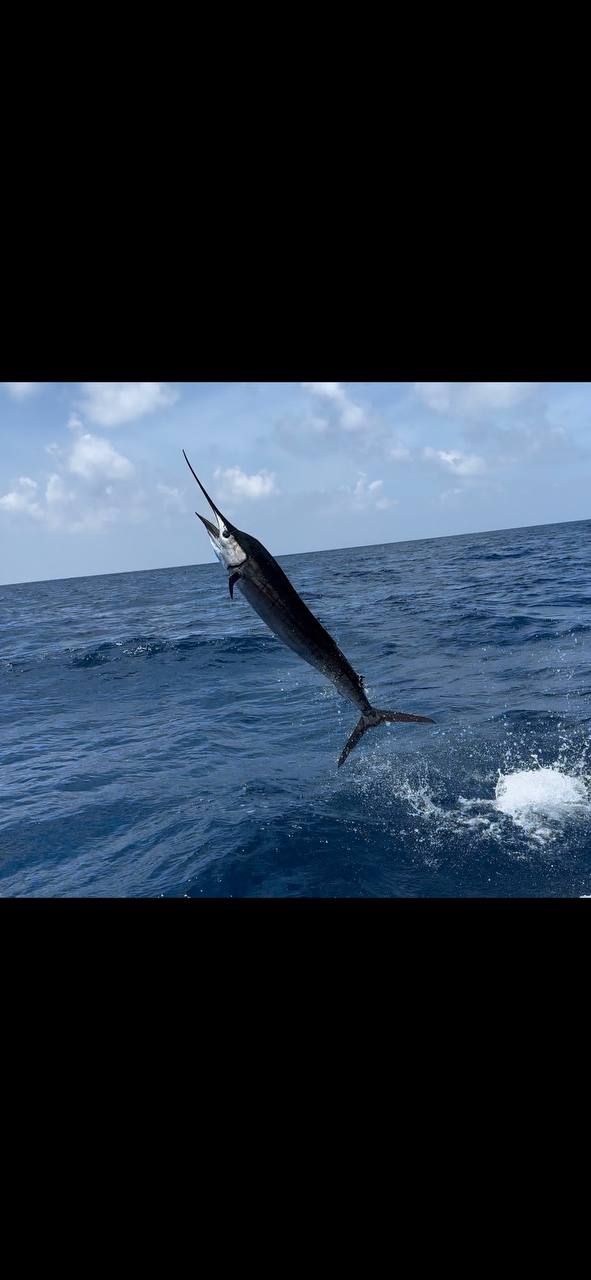 Sailfish jumping out of the water